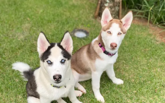 Filhote de cachorro atento recebendo comando de sentar durante adestramento em domicílio em São Paulo