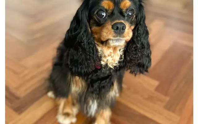 Adestrador ensinando cachorro que late muito a ficar calmo em casa, com método firme e afetuoso, em São Paulo