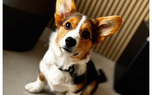 Cachorro deitado calmo em sala de apartamento em São Paulo, com sofá e objetos intactos ao redor